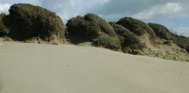 Le Dune di Castelporizano