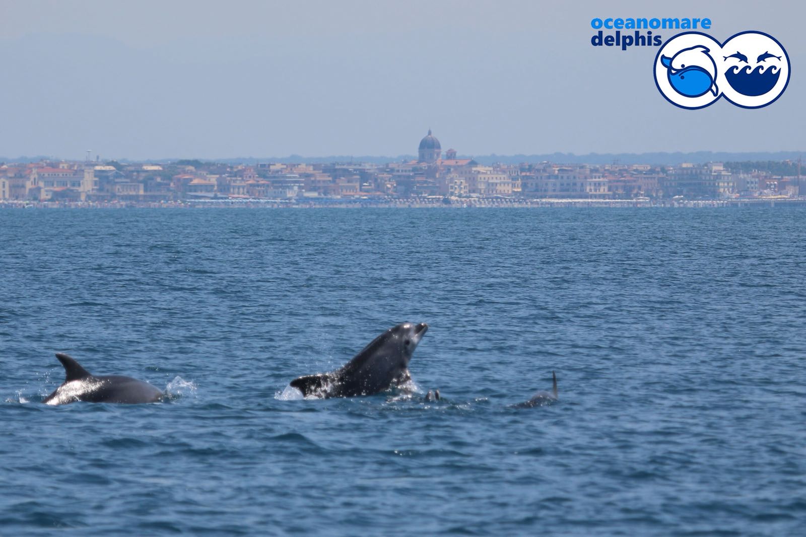 I delfini a Ostia: ormai una certezza, studiata dai biologi di Oceanomare Delphis